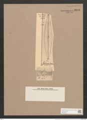 Donkinia recta (Donk.) Grun. (de-Toni-Nr.: Genus 17, Species 1150) Zeichnungen Sammlung Grunow Nr. 2243 (NHMW-BOT-W0369341)